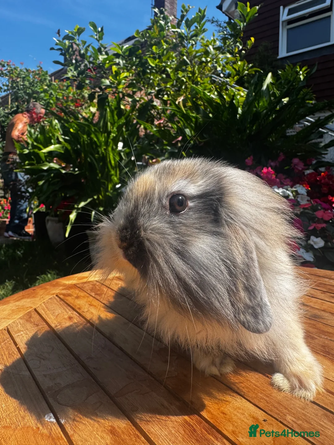 Mixed Breed rabbits for sale: Beautiful boys and girls looking for forever homes - Advert 2