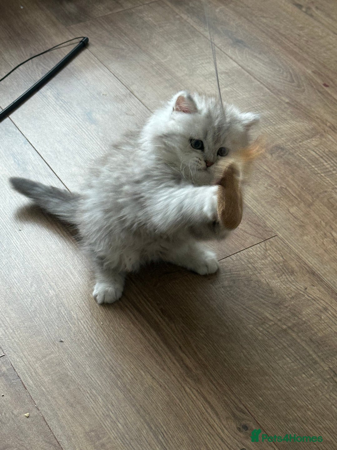 British Longhair cats for sale: Stunning fluffy Maine coon x british longhair  - Image 34
