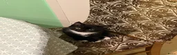 Mixed Breed cats for sale: 2 beautiful kitten ready to leave!  in Huntingdon - Advert 3