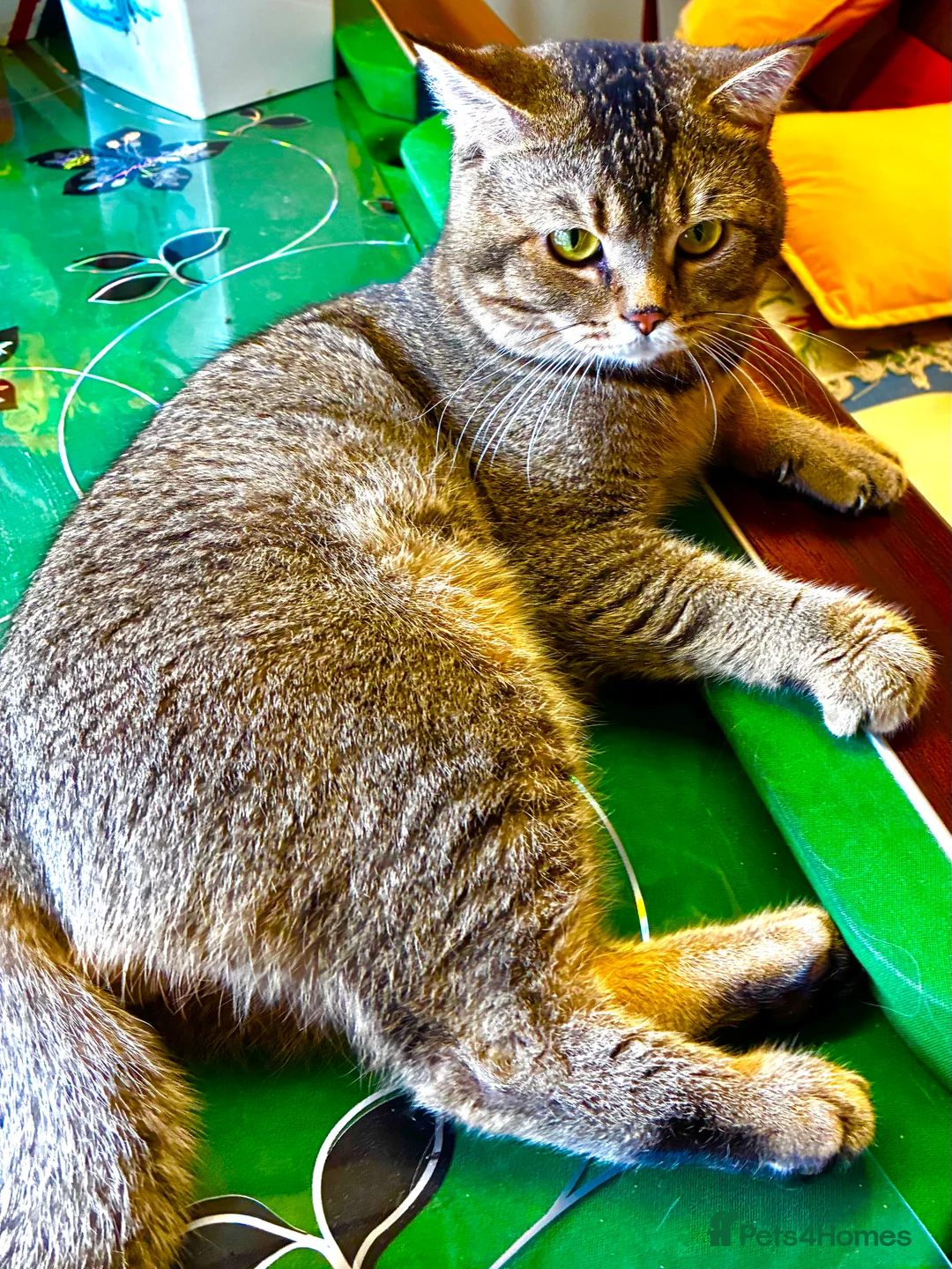 Scottish Fold cats for stud: Scottish Fold Black Gold for Stud - Advert 6