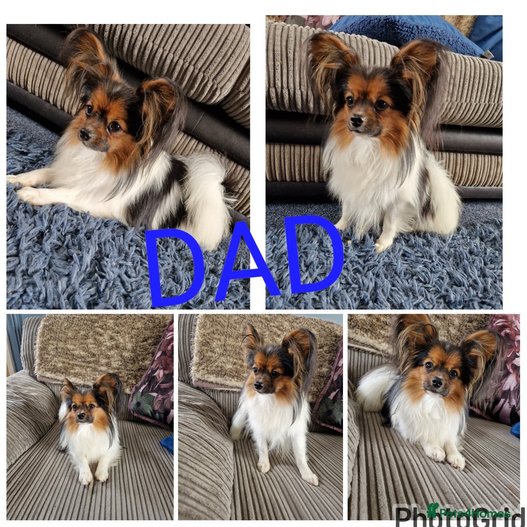 Papillon dogs for sale: Papillion puppys - Image 15