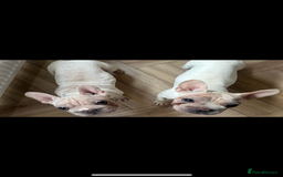 French Bulldog dogs for sale: French bulldogs looking for forever homes - Image 3