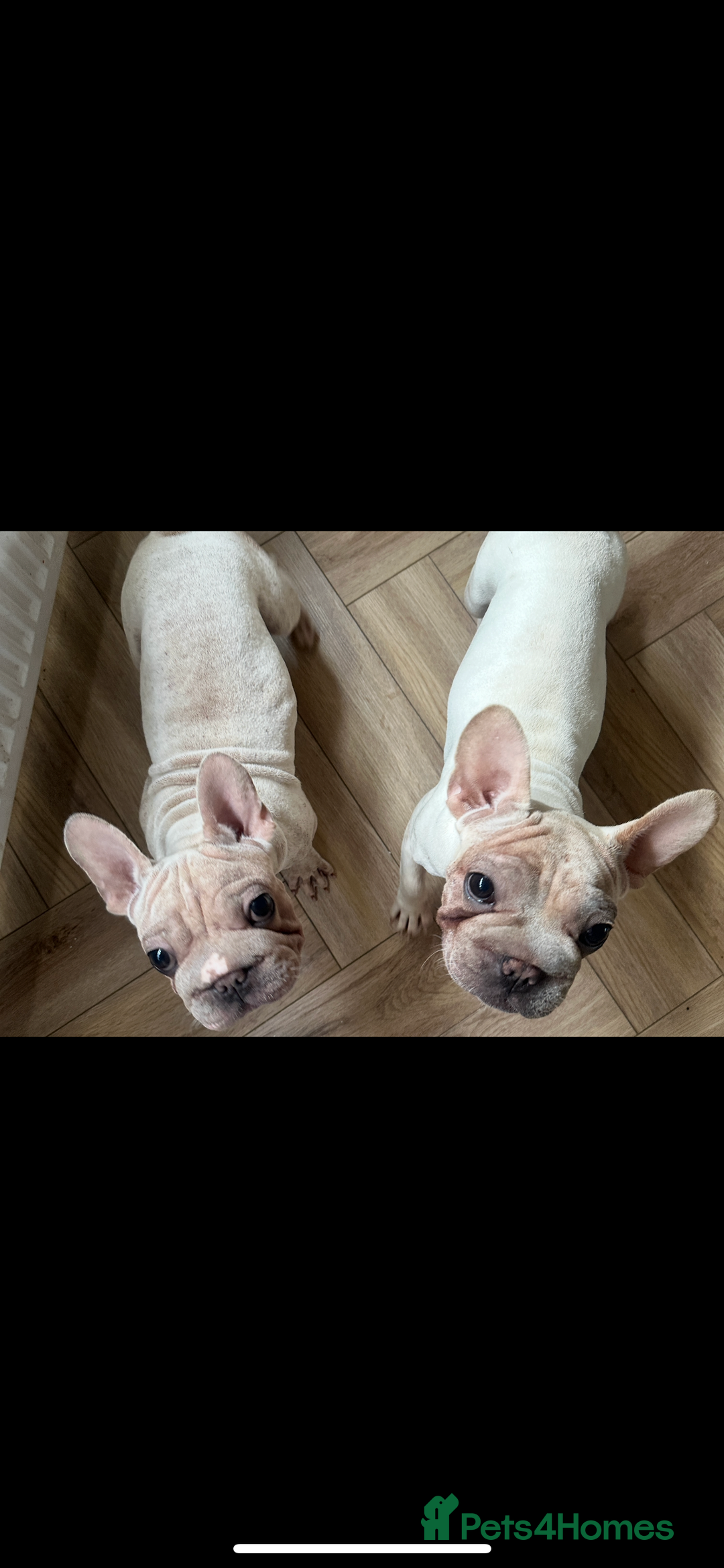 French Bulldog dogs for sale: French bulldogs looking for forever homes - Image 3