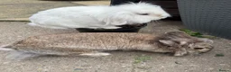 Mixed Breed rabbits for sale: Baby rabbits  in Wrexham - Advert 14