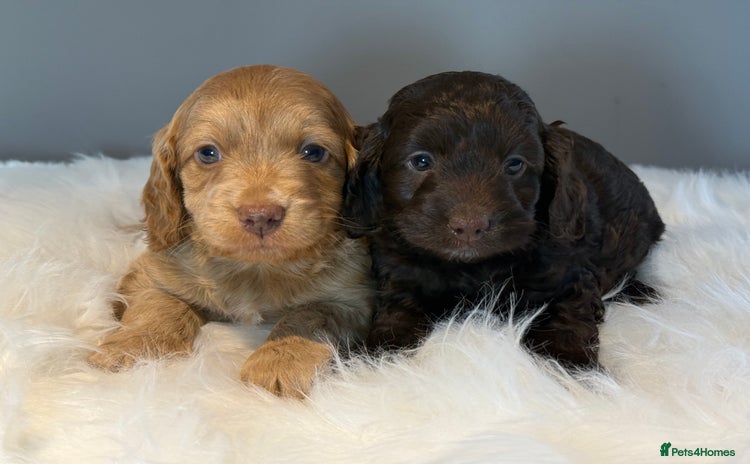 Cockapoo dogs - Advert 2