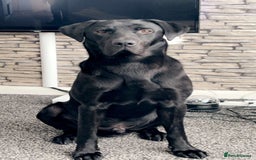 Labrador Retriever dogs for sale:  KC registered male Black Labrador  - Image 4