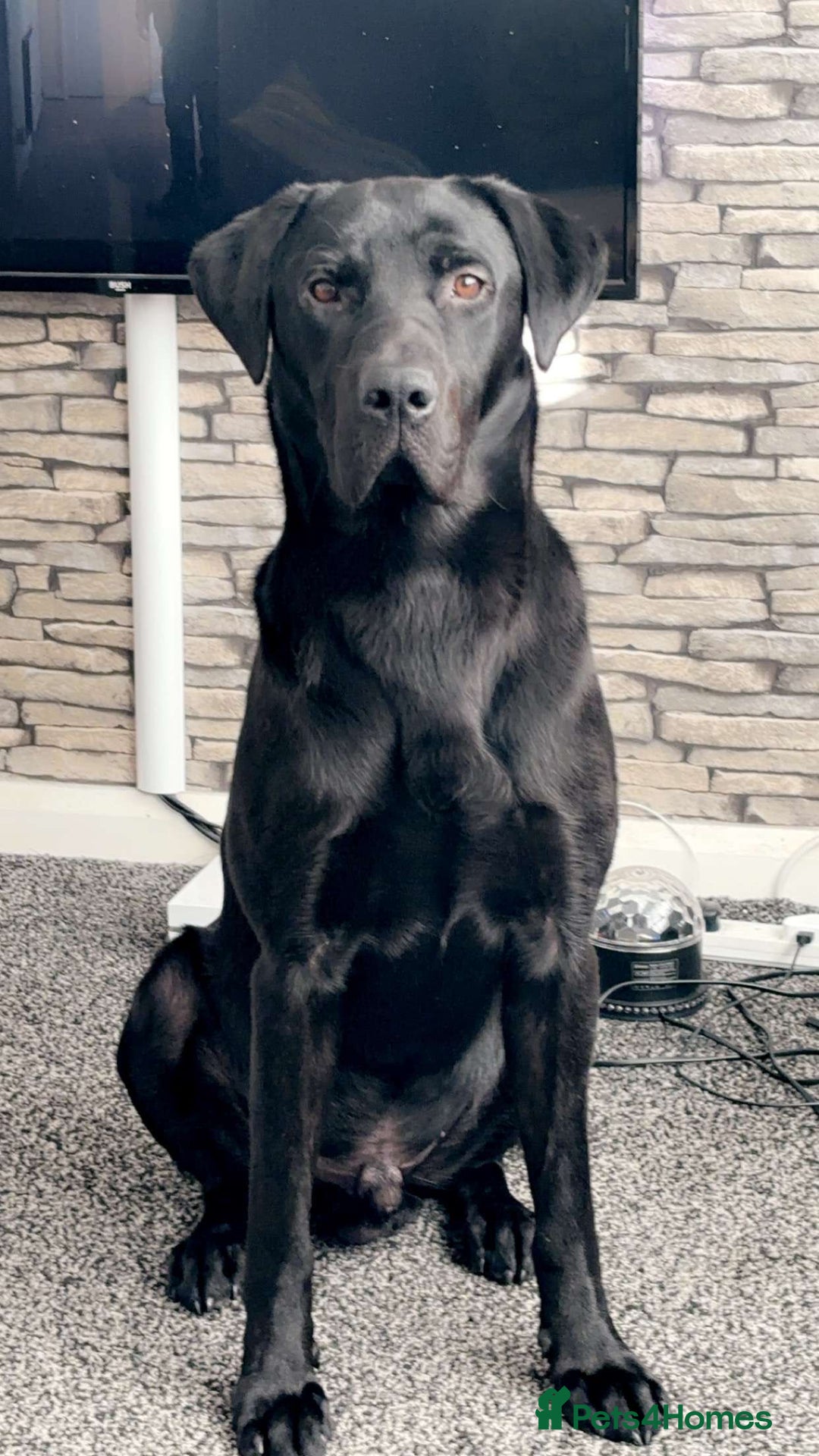 Labrador Retriever dogs for sale:  KC registered male Black Labrador  - Image 4