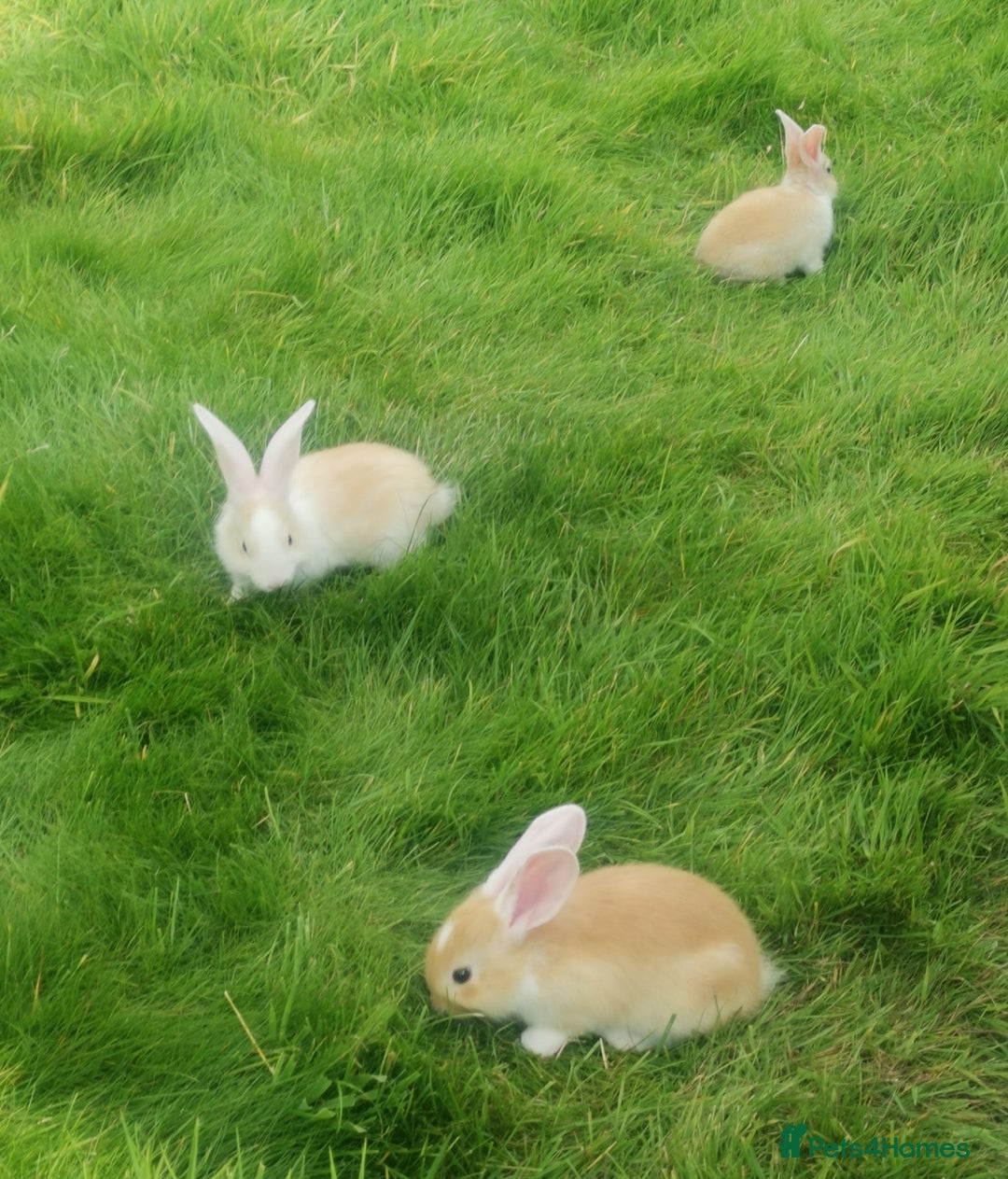 Continental Giant rabbits for sale: Beautiful white eared yellow continental giants  - Image 5