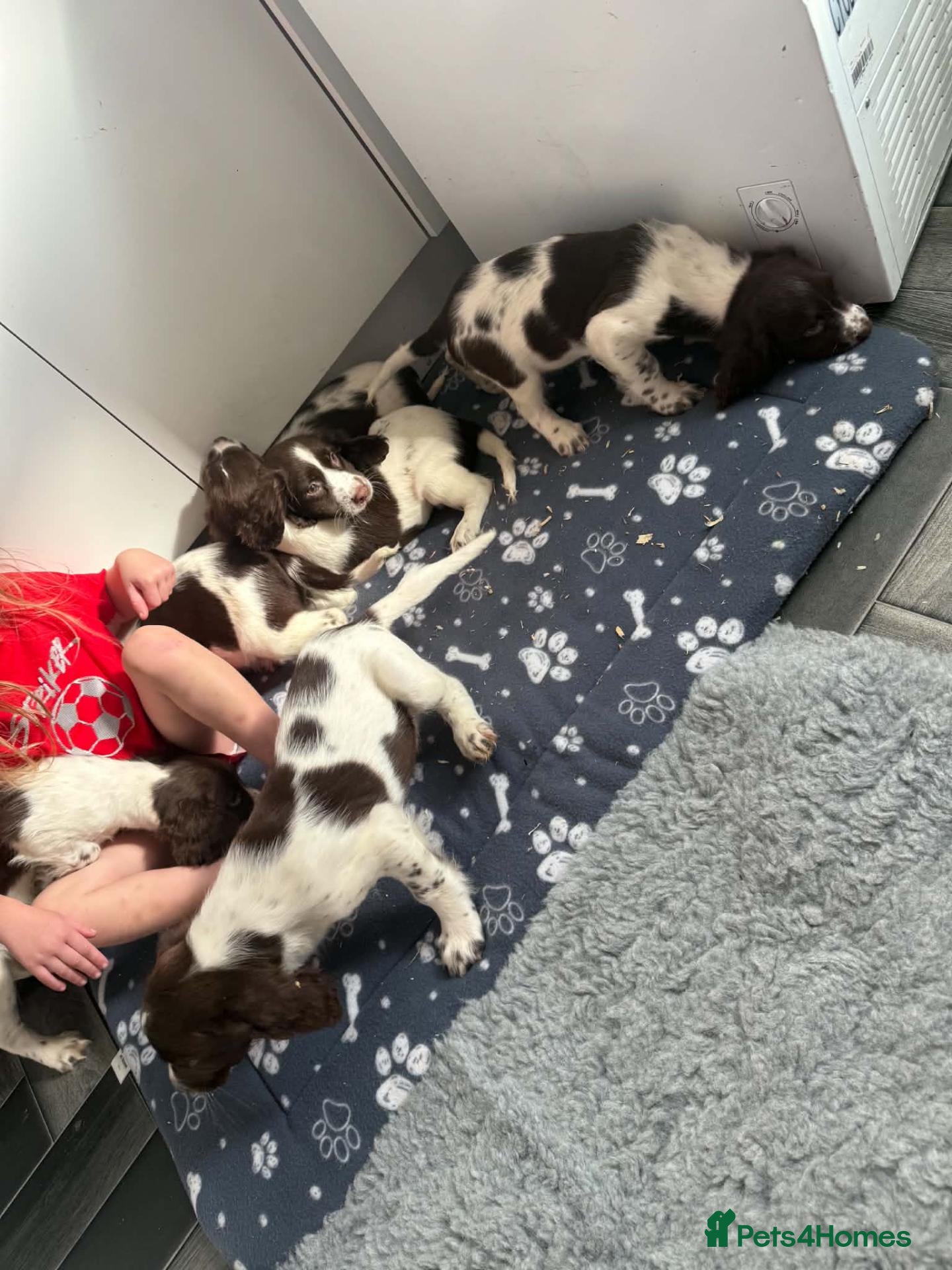 English Springer Spaniel dogs Springer spaniel pups - Advert 1