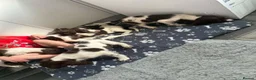 English Springer Spaniel dogs for sale: Springer spaniel pups - Advert 1