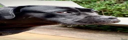 Cane Corso dogs for stud: Champion Bloodline Cane Corso in Birmingham - Advert 4