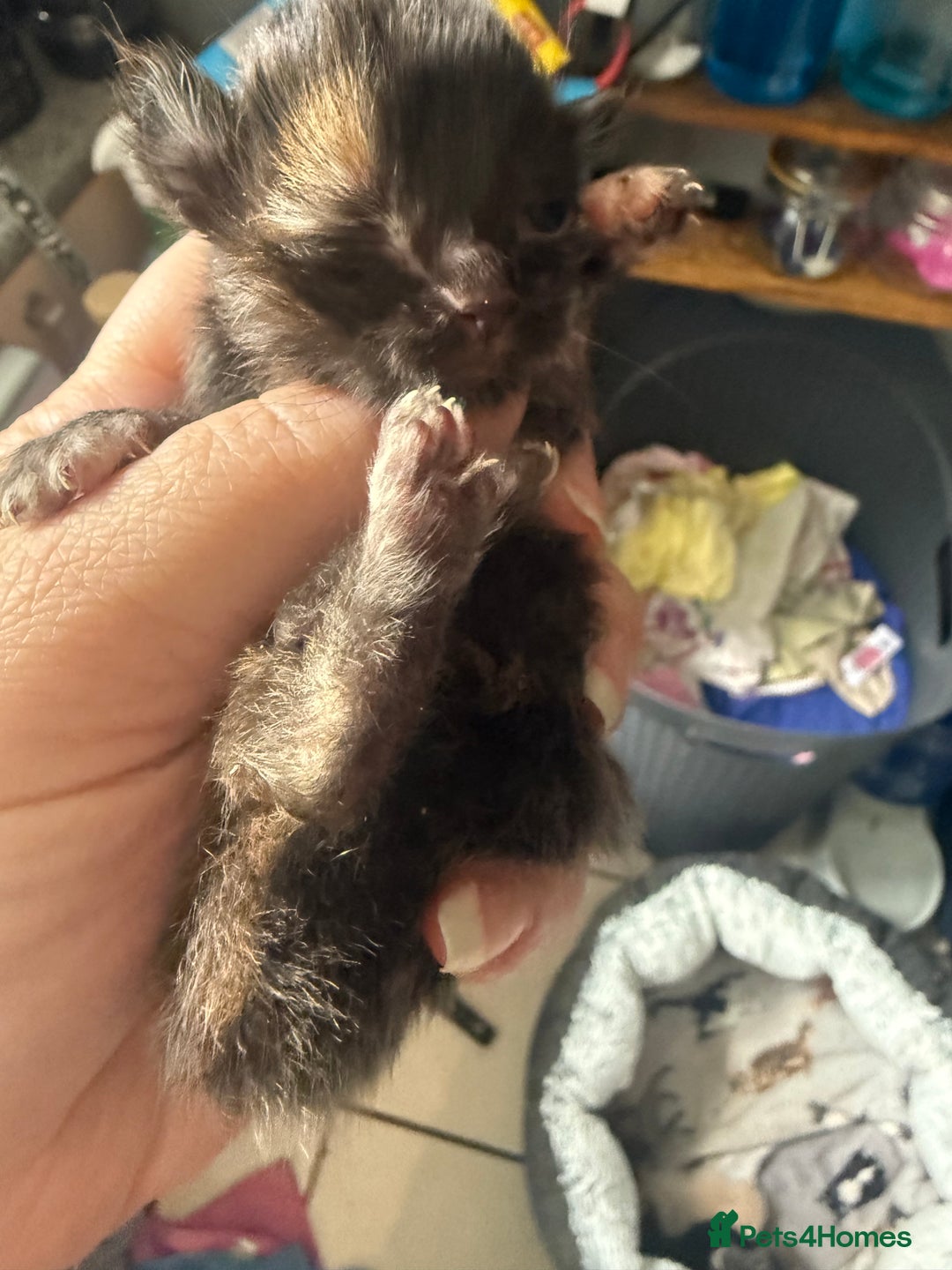 British Shorthair cats for sale: 1 left girl kittens ready oct super cute  - Image 11