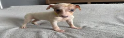 Whippet dogs for sale: 🐾 Beautiful Whippet Puppies – Boys & Girls - Advert 19