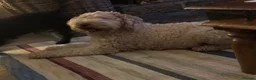 Mixed Breed dogs for sale: Gorgeous poodle puppies - Advert 1
