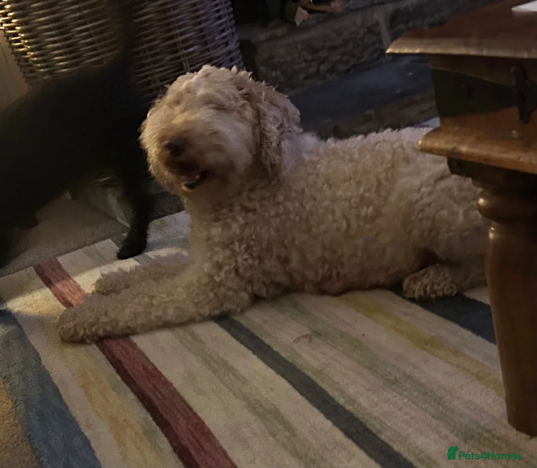 Mixed Breed dogs for sale: Gorgeous poodle puppies - Advert 1
