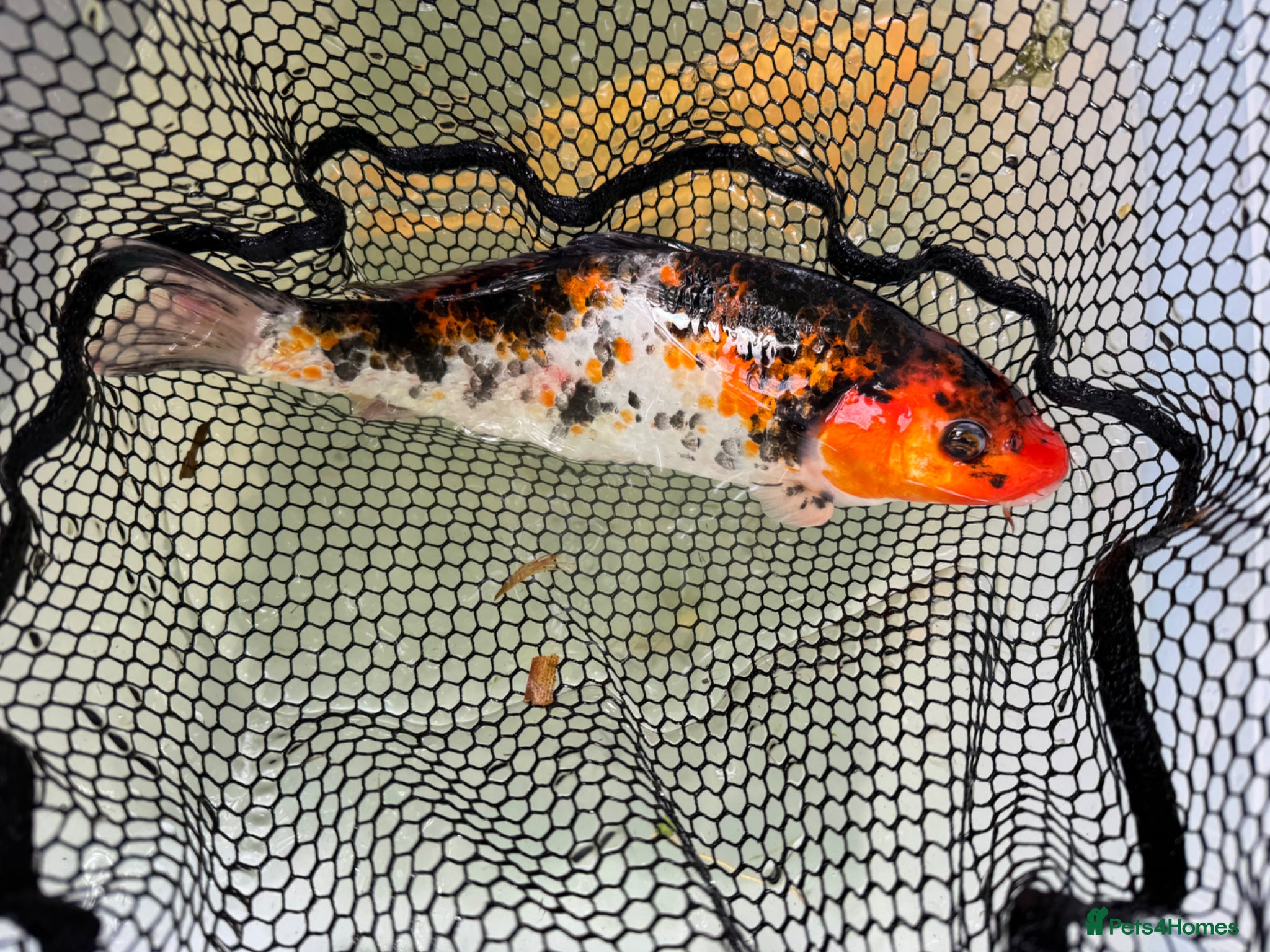 Koi Carp fish Mixed Koi Carp Golden Orfe Fish Collection - Advert 1