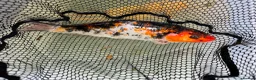 Koi Carp fish for sale: Mixed Koi Carp Golden Orfe Fish Collection - Advert 1