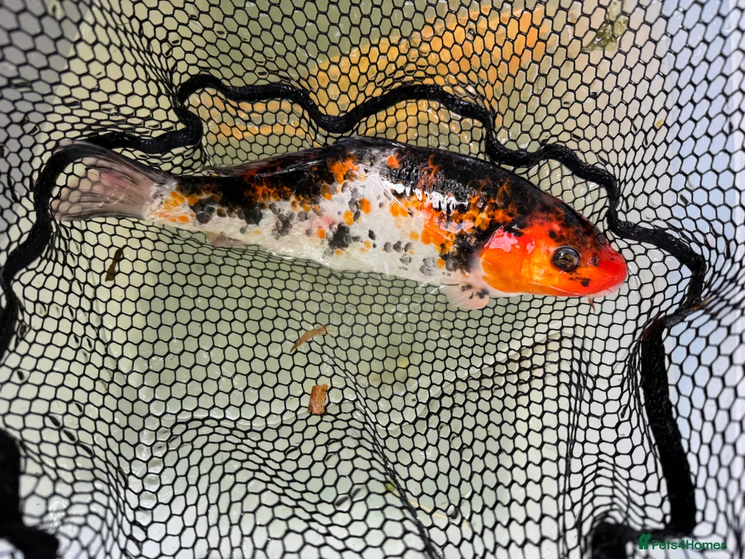 Koi Carp fish for sale: Mixed Koi Carp Golden Orfe Fish Collection - Advert 1