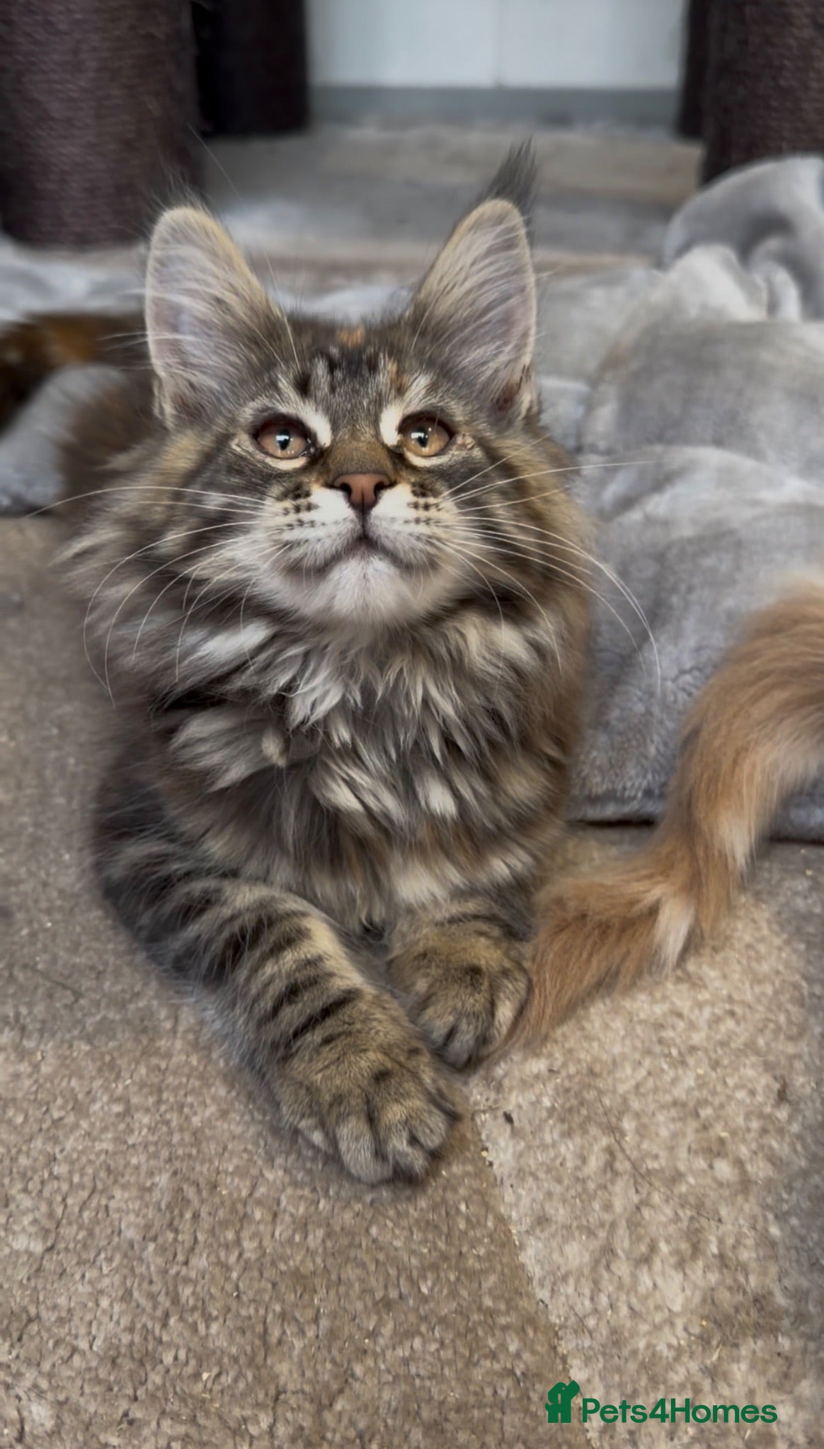 Maine Coon cats First kittens of GCCF Maine coon Champ for sale  - Advert 2