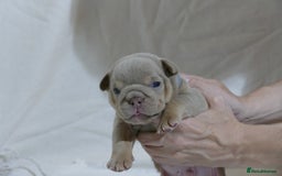 English Bulldog dogs for sale: 7 gorgeous mr muscles puppies looking for a home  - Image 8