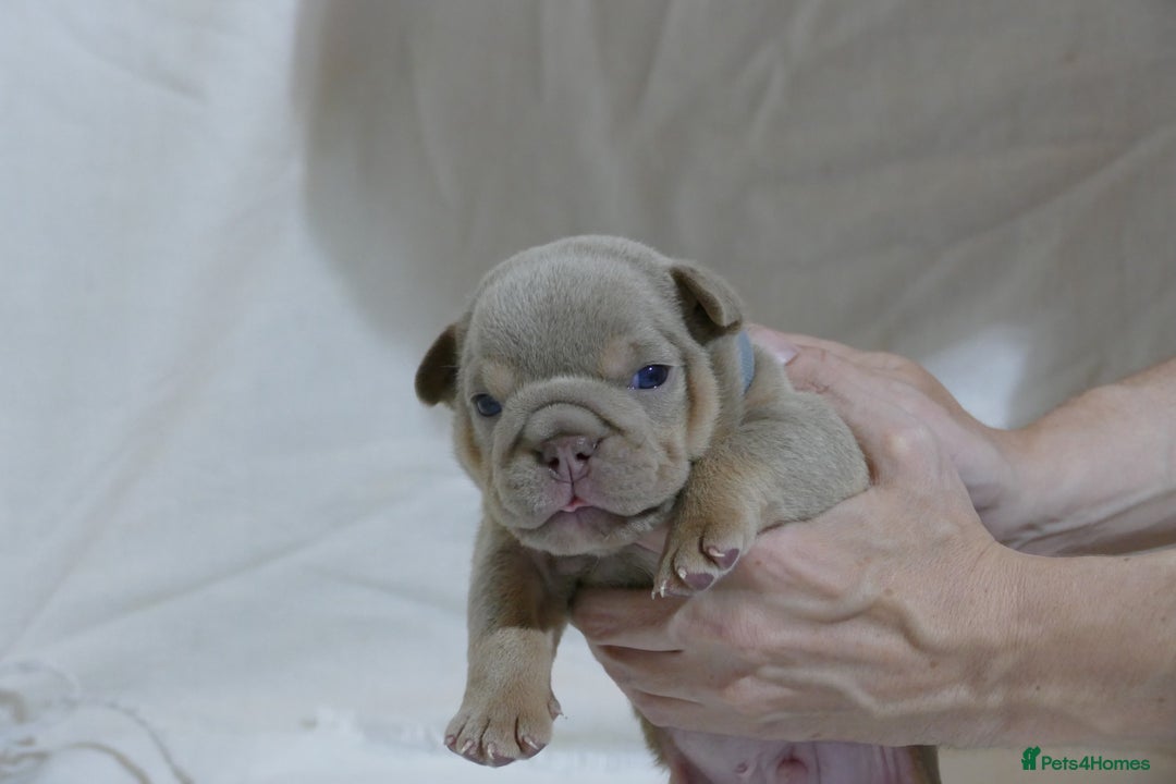 English Bulldog dogs for sale: 7 gorgeous mr muscles puppies looking for a home  - Image 8