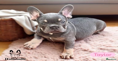 French Bulldog dogs - Advert 3