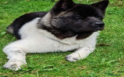 Akita dogs for sale: Adult American Akita - Image 1