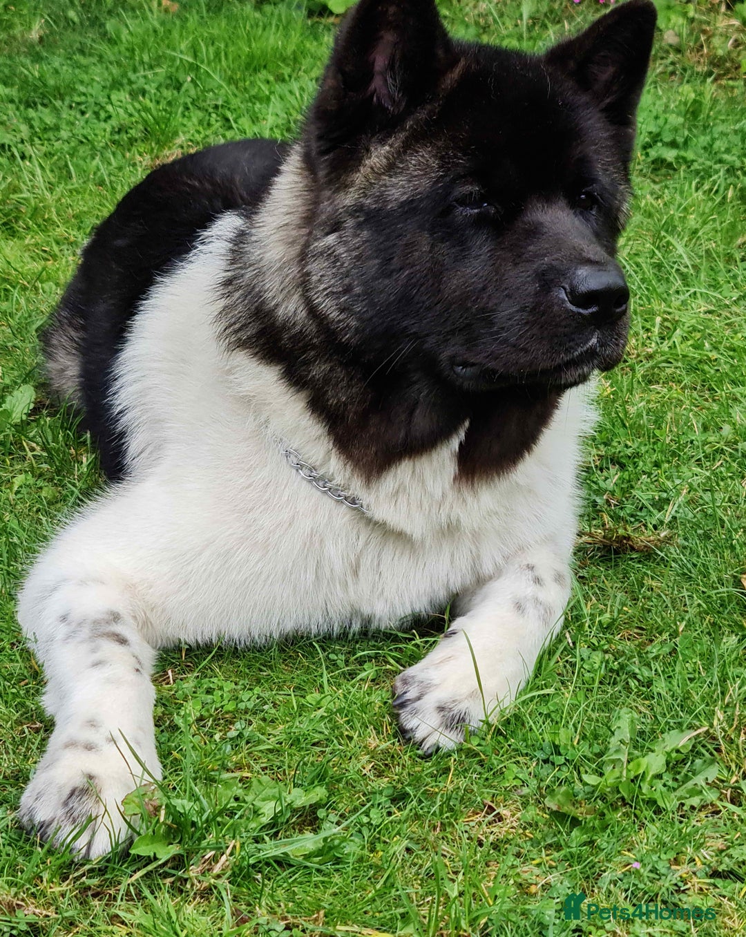 Akita dogs for sale: Adult American Akita - Image 1