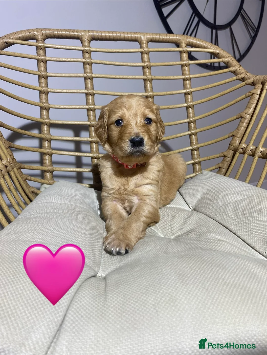 Goldendoodle dogs for sale: F1 Goldendoodles 🖤💛 - Advert 6