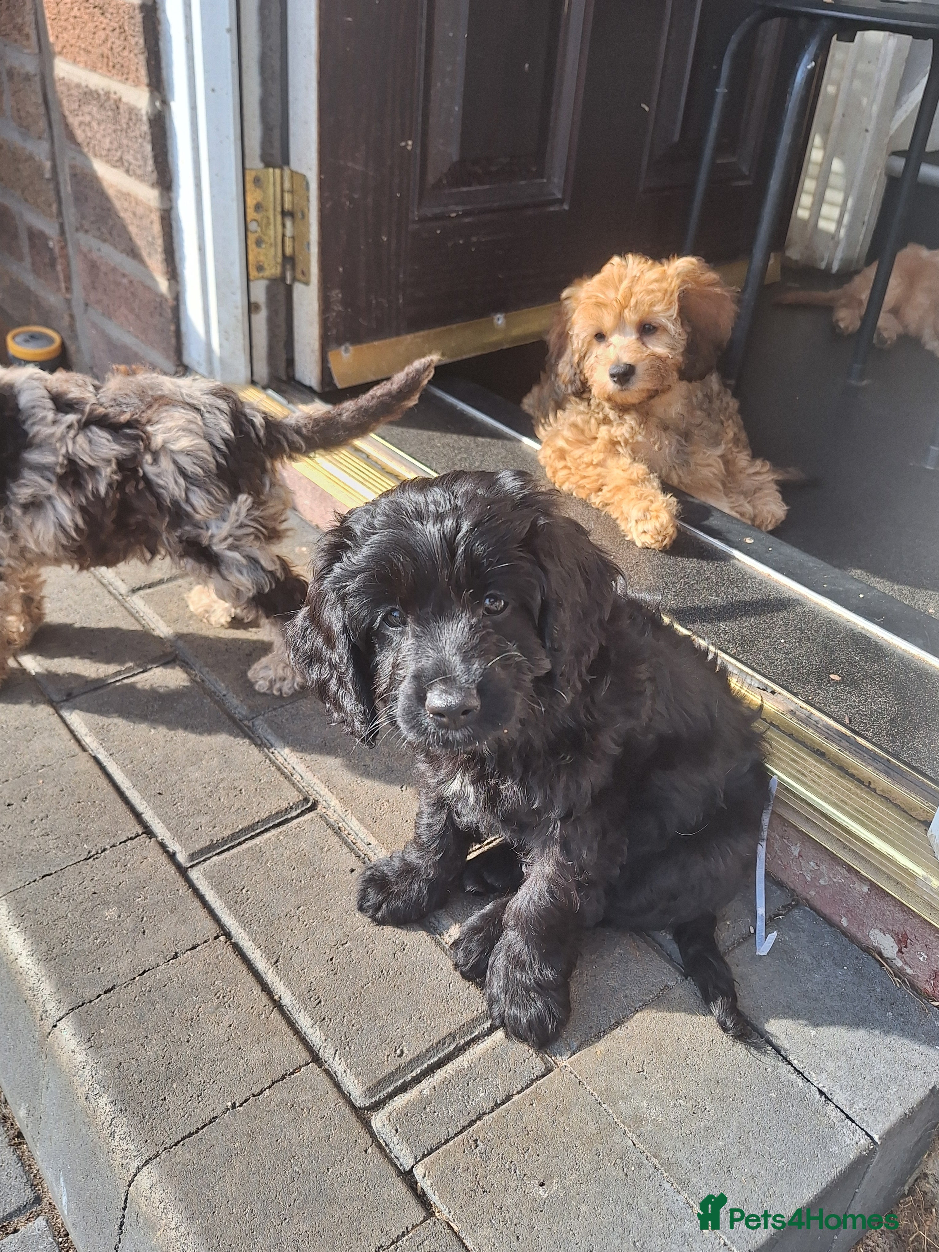 Cavapoo dogs F1 CAVAPOO READY NOW - Advert 2