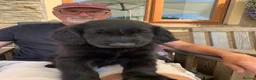 Flat coated Retriever dogs for sale: Flat coated pups ready 24/07 - Advert 23