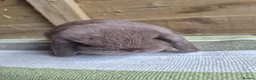Mini Lop rabbits for sale: Mini lop babies - Advert 4