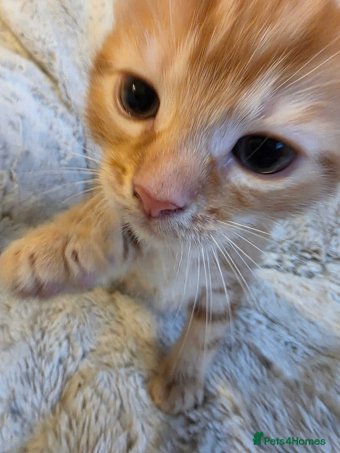 Mixed Breed cats for sale: 2 Male Stripy Kitten's - Advert 3