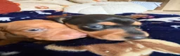 Miniature Dachshund dogs for sale: Kc reg 5 mini dachshund for sale  - Advert 21