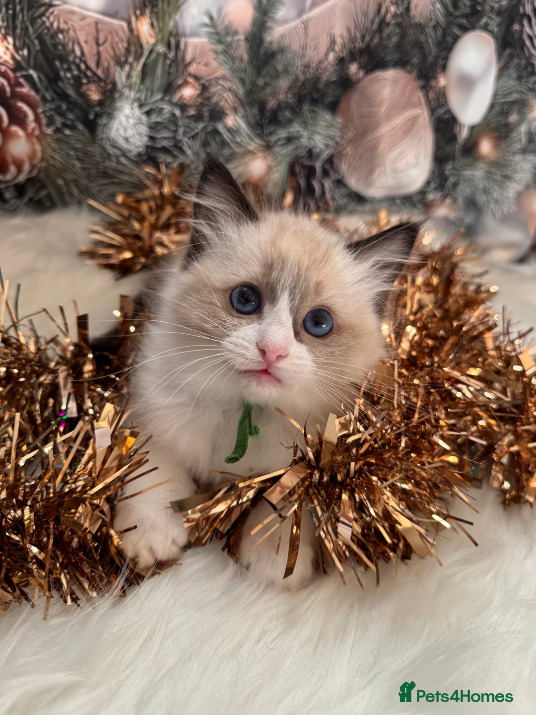 Ragdoll cats for sale: 🏆 gccf ragdoll grand champion kittens 🏆 - Advert 22