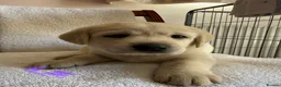 Labrador Retriever dogs for sale: Beautiful litter of Pedigree Yellow Labrador   - Advert 11