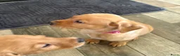 Labrador Retriever dogs for sale: KC Registered Fox Red Labrador puppies - Advert 9