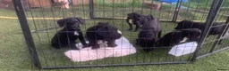Mixed Breed dogs for sale: Patterpoo ( paterdale xtoy poodle ) puppies - Advert 7