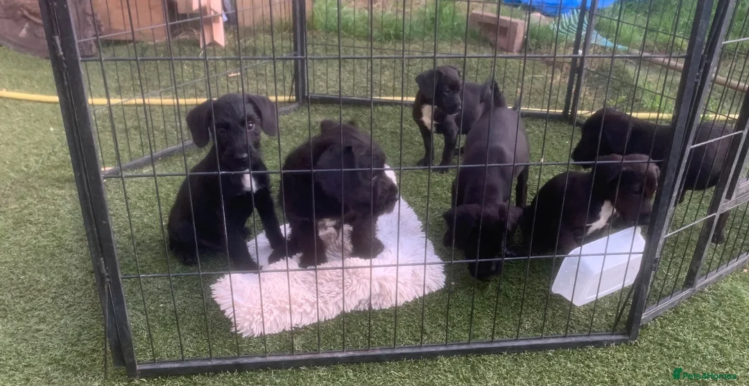 Mixed Breed dogs for sale: Patterpoo ( paterdale xtoy poodle ) puppies - Advert 7