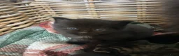Mixed Breed cats for sale: Beautiful family friendly kittens - Advert 5