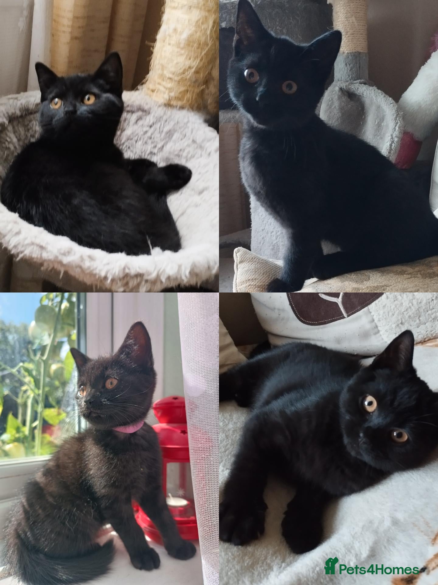 British Longhair cats Wonderful Personality 🐾 Our Last Kitten - Advert 11
