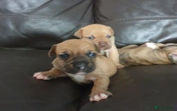 Mixed Breed dogs for sale: Boxer/Staff/Cane Corso Puppies for Sale - Advert 39
