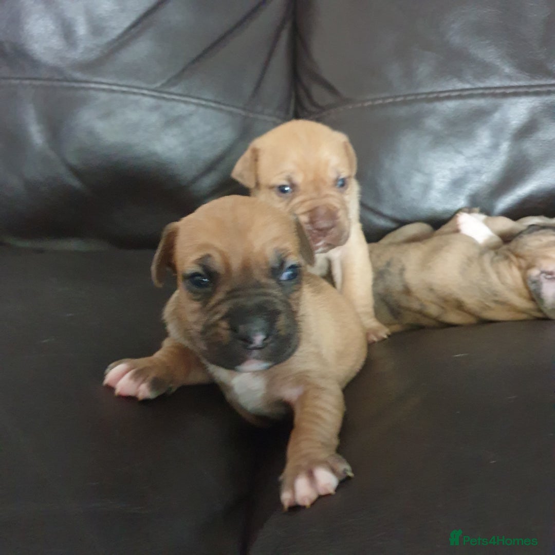 Mixed Breed dogs for sale: Boxer/Staff/Cane Corso Puppies for Sale - Advert 39