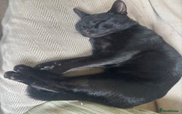 Mixed Breed cats for sale: Beautiful kittens  - Image 3