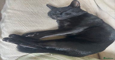 Mixed Breed cats - Advert 2