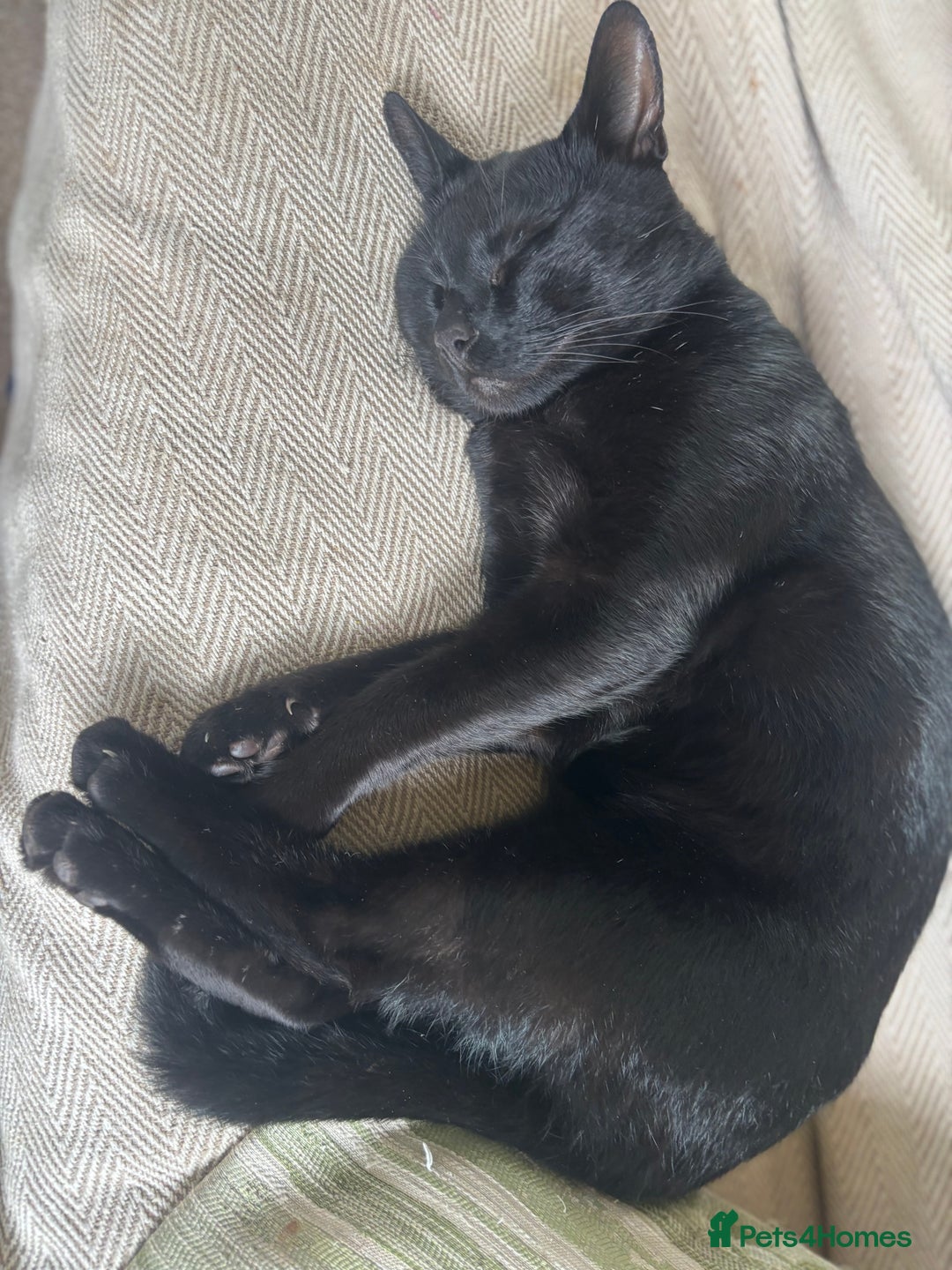Mixed Breed cats for sale: Beautiful kittens  - Image 3