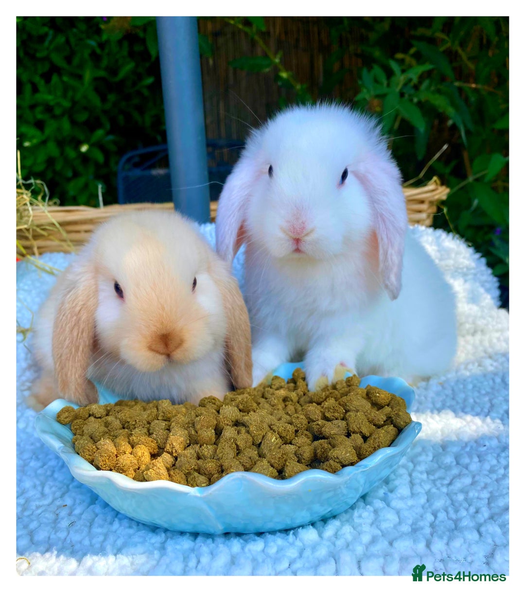 Mini Lop rabbits for sale: Pure bred mini lops - Image 6