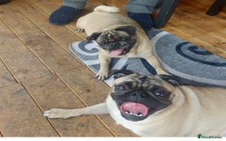 Pug dogs for sale: Merle pig girl  - Image 4