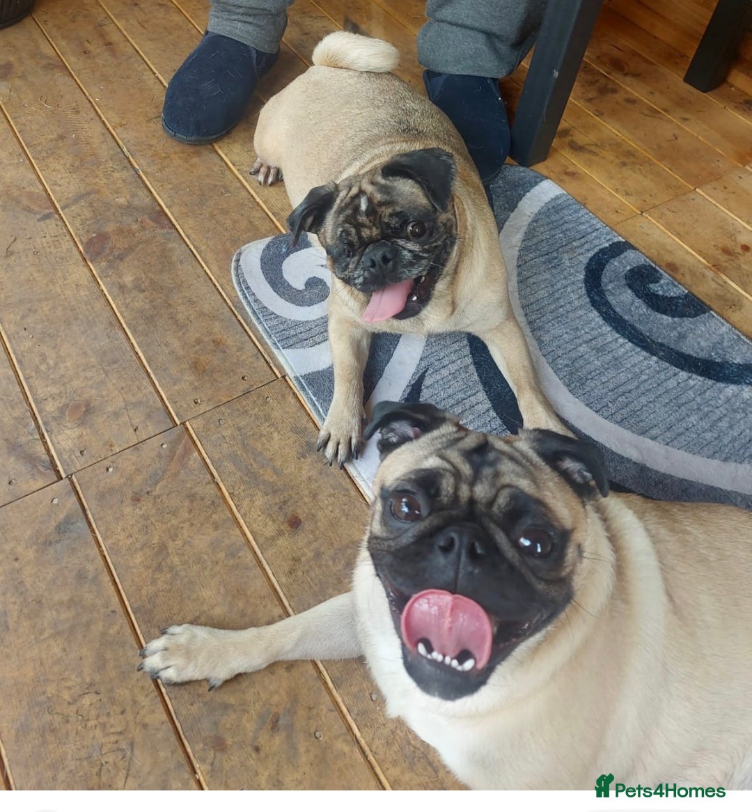Pug dogs for sale: Merle pig girl  - Image 4