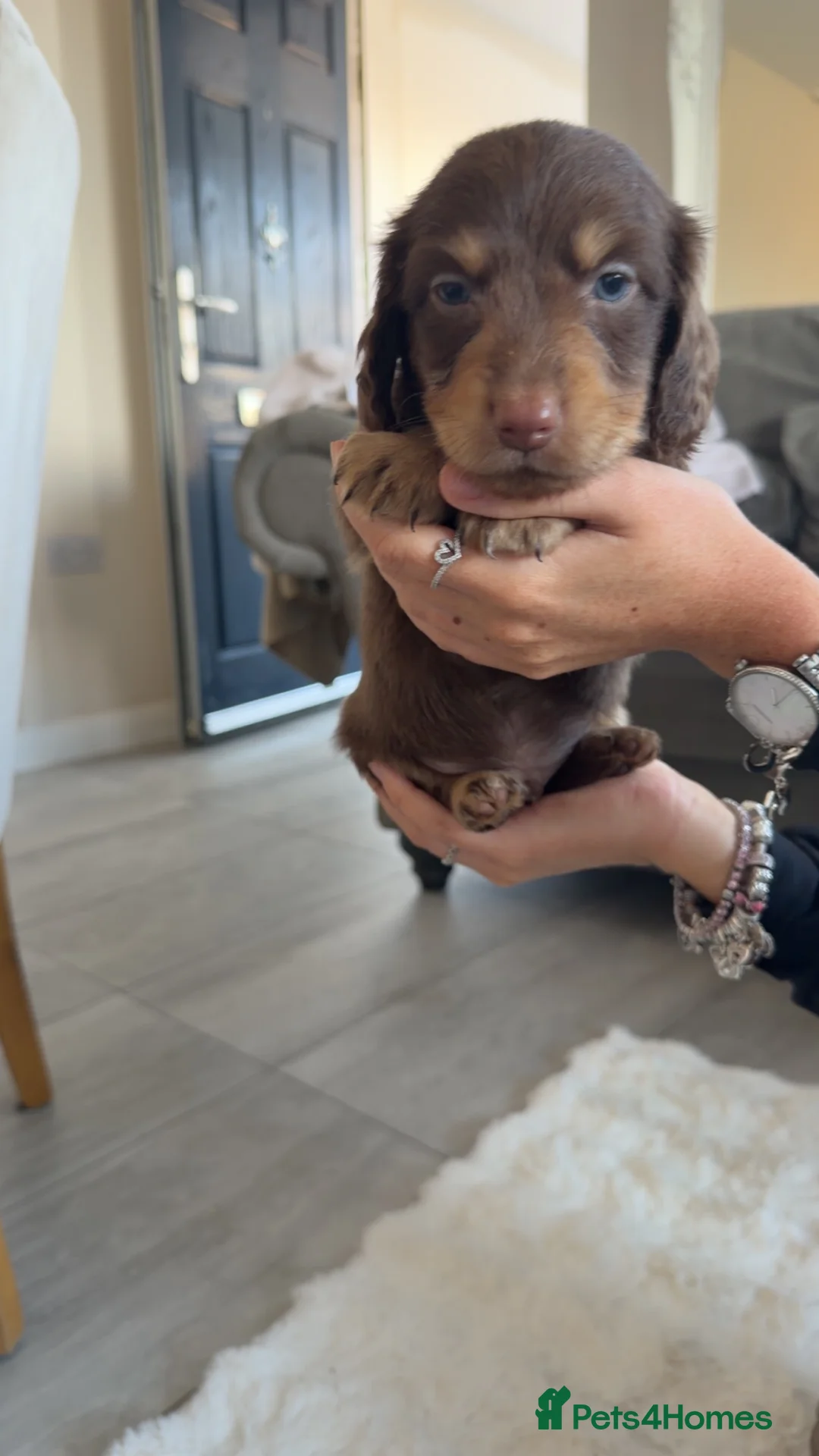 Dachshund dogs for sale: dachshund puppies - Advert 14